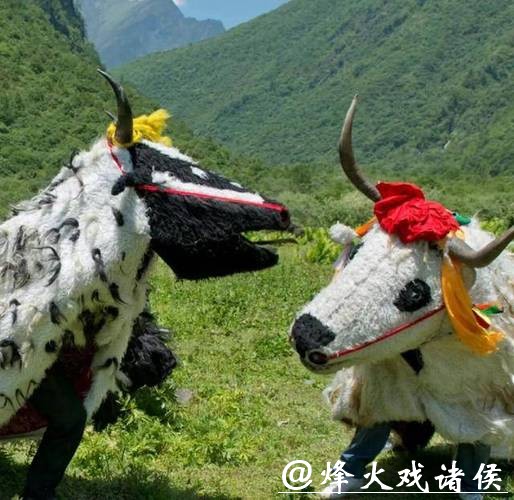 非遗四川 ｜平武虎牙藏族斗牦牛